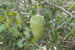 Annona vepretorum Araticum, Pinha da Caatinga, Araticum-da-bahia